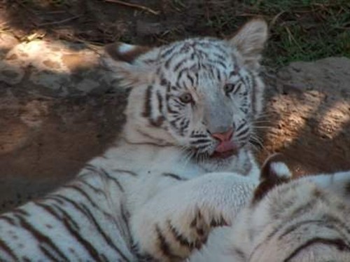 white tigercub