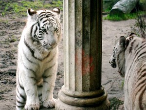 white tiger