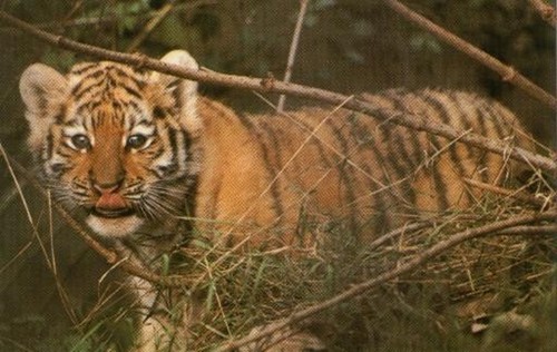 tigercub