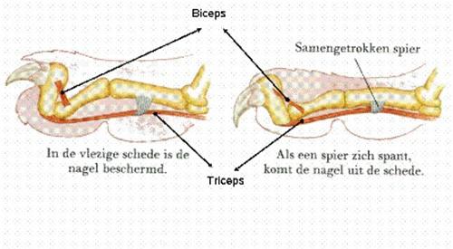 werking van klauwen