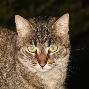 cat with tapetum lucidum