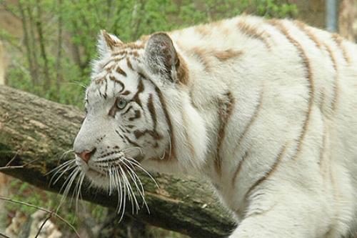 bengal tiger