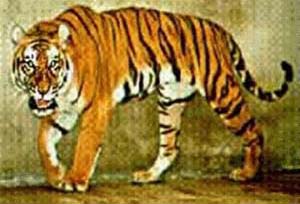 Indochinese tiger