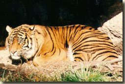 sumatran tiger